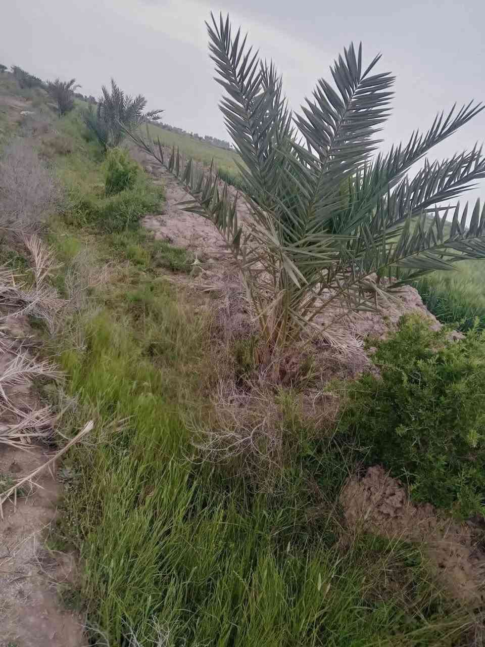 لا توجد تفاصيل
