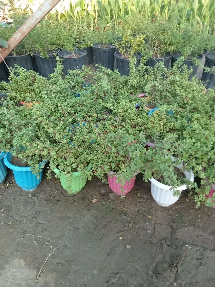 ٣ سنادين دمعه الطفل الحجم الكبير ب٢٥ مع التوصيل 
التوصيل داخل بغداد فقط 
للطلب*********** واتساب
