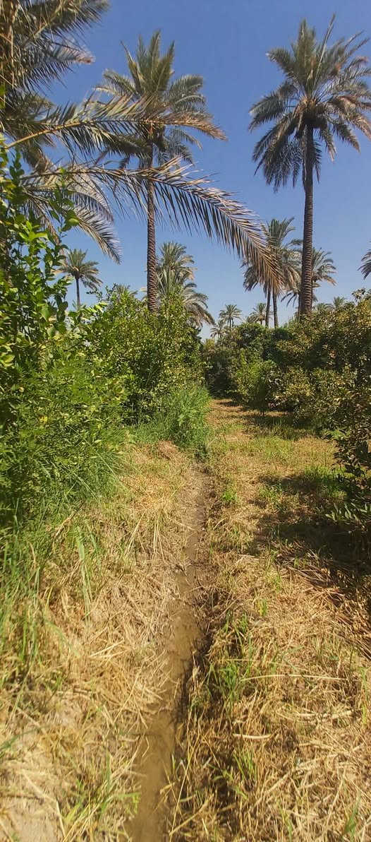 موقع درجه اولى في الصويره ناحية سيد الشهداء منطقة الداور الشرقي قرب محل المصطفى الاستفسا(***********)+(***********)المساحه نصف دونم يعني(٢٥٠)م مربع موجوده فيها كافة الخدمات
