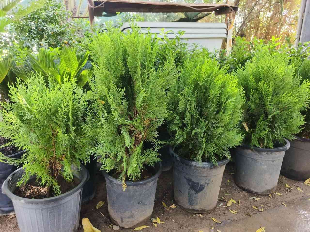 مشتل النورين • دفعة جديدة • توصيل