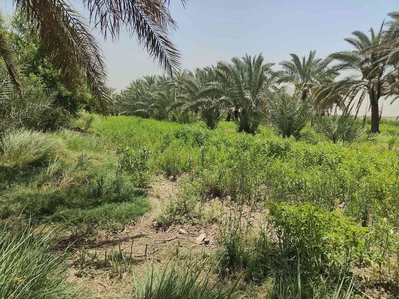 بستان للبيع  5 دوانم
📍 بابل – ناحية الشوملي
قريب من الخط السريع بغداد – البصرة (3 كم فقط) 
  1 كيلوا عن الشارع التبليط  والطريق مفروش سبيس.
✅ طابو سند 25 زراعي.
✅ مزروع بأفضل أنواع النخيل.
✅ ماي متوفر صيف وشتاء.
✅ كهرباء 3 فيز.
✅ بيه بيت بلوك جاهز (غرفتين، مطبخ، ديوان، حمام وصحيات)، يعني تجي وتسكن مباشرة.
💰 سعر الدونم 50 مليون، وبها مجال للشراي.
❌ نعتذر عن المراوس أو بيع جزء من الأرض، البيع كامل 5 دوانم فقط.
ملاحظه/ايضا تتوفر ارض مساحه كبيره بالقرب من 5 دوانم تابعه نفس البائع
📞 للاستفسار والاتصال أو واتساب:
***********

