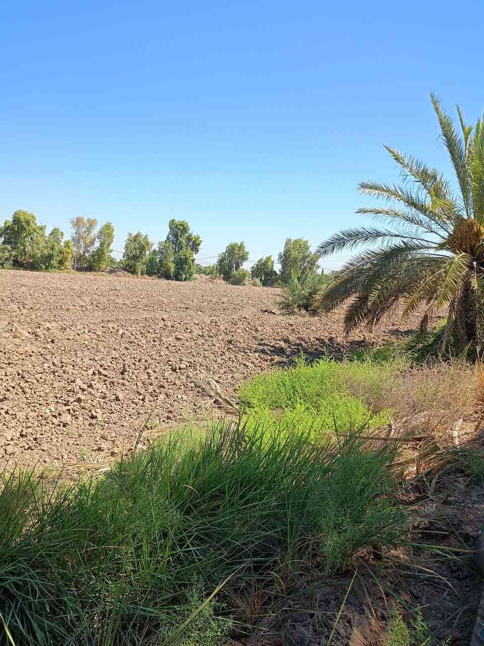 @مكلف بلنشر
سلام عليكم  ارض زراعيه عقد 35مجدد السنة 2027 في الكفل ع طريق السبعه خلف محطة الكهرباء الجديده تبعد عن طريق حله نجف 1200متر وعن شارع القاسم حله 150متر مساحة الارض الزراعيه 6دونم وتحتوي ع 22 نخله حلاوي وخط كالمتوز ع ضفاف النهر وتحوي ع ماء اساله وكهرباء +مياه سقي وتكون الارض مربعه وتحيطها من ثلاث جهات طريق سياره رقم صاحب الارض ***********
