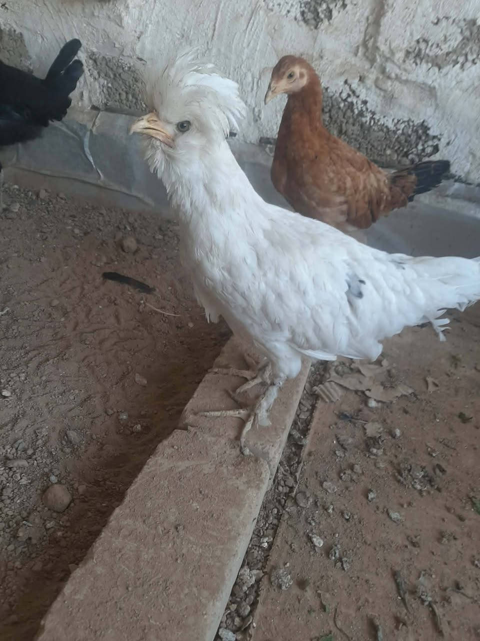 شلع كلو • واتساب • خط رقمي