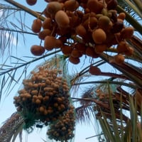 فسائل نخيل • علي عبيد • المكن واسط