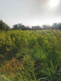 المسيب • ٢٥٠٠م² • واجهة ٤٠م