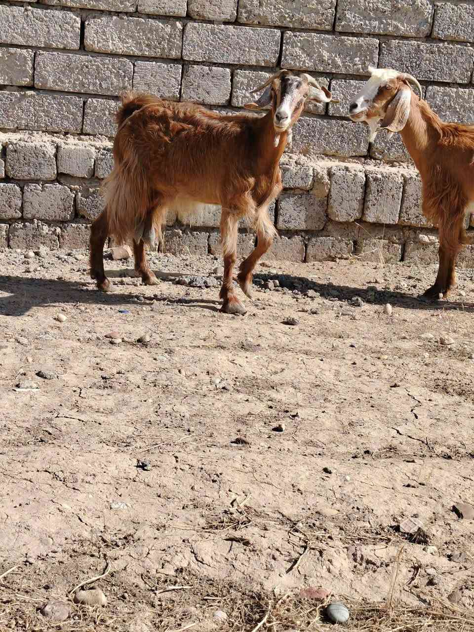 معز • ٤ راس • الشرقاط