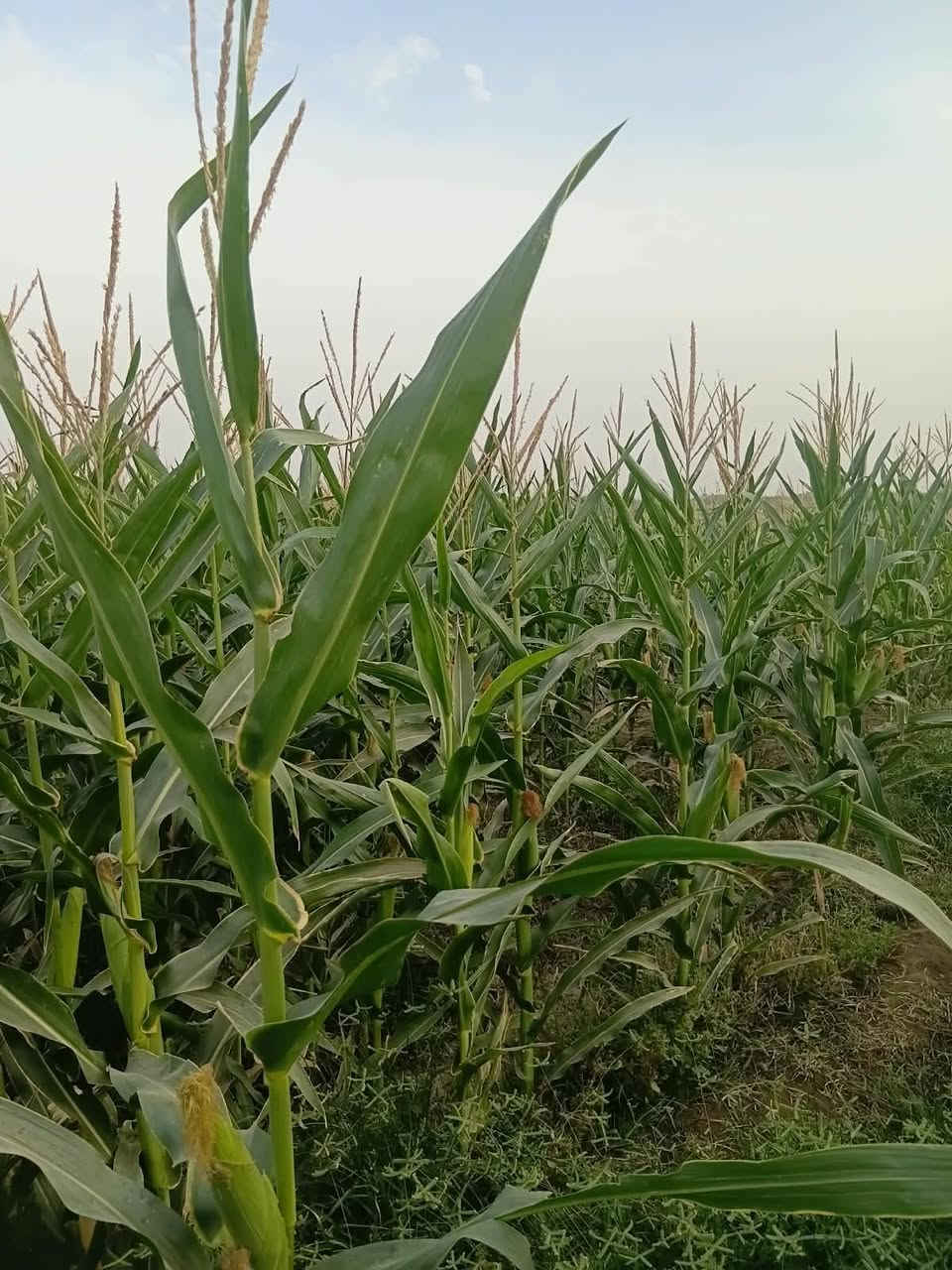 بابل جبله • جسر الخيرات • ٧ دونم
