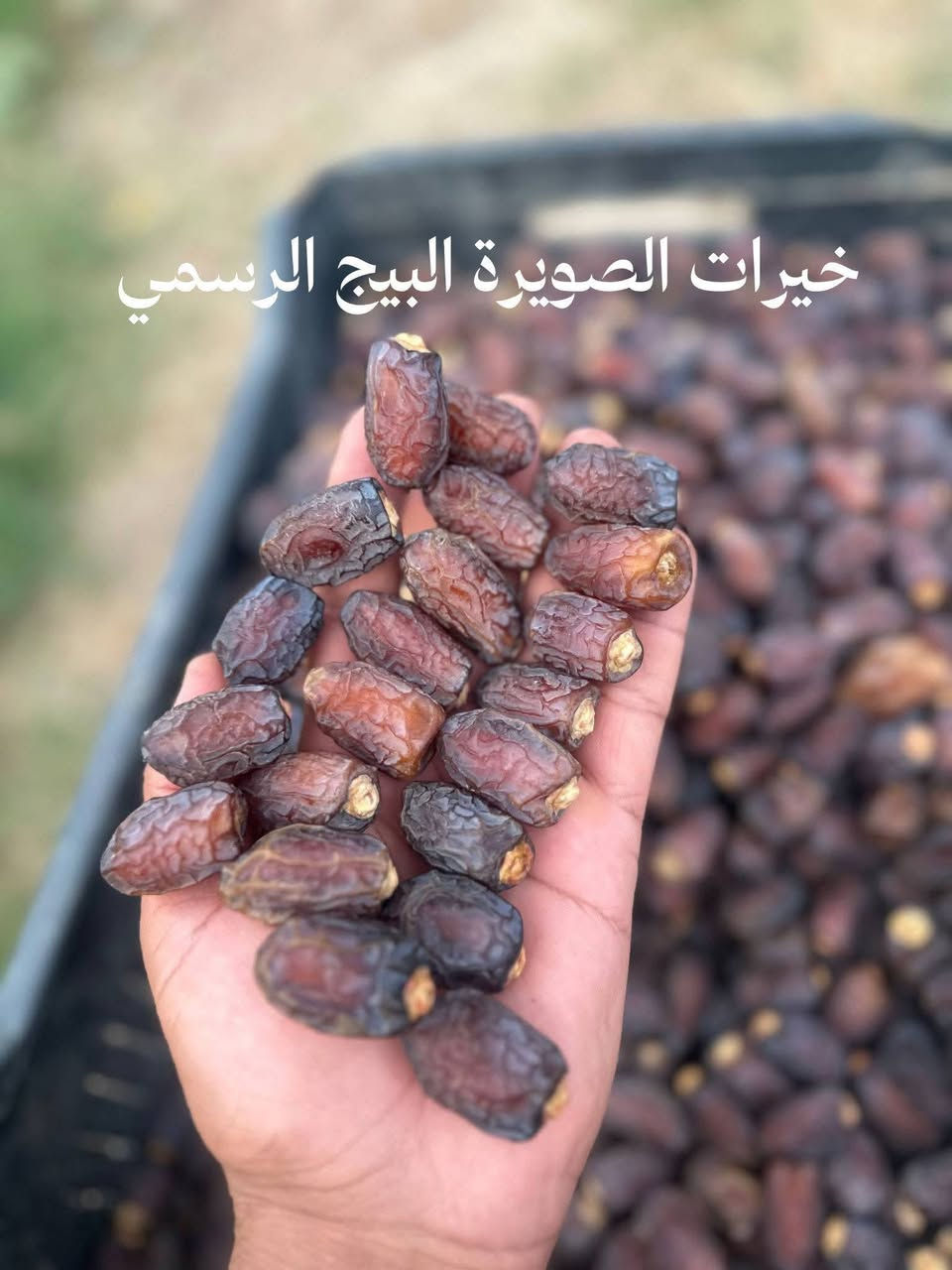 تمر بريم • درجة أولى • خيرات الصويرة