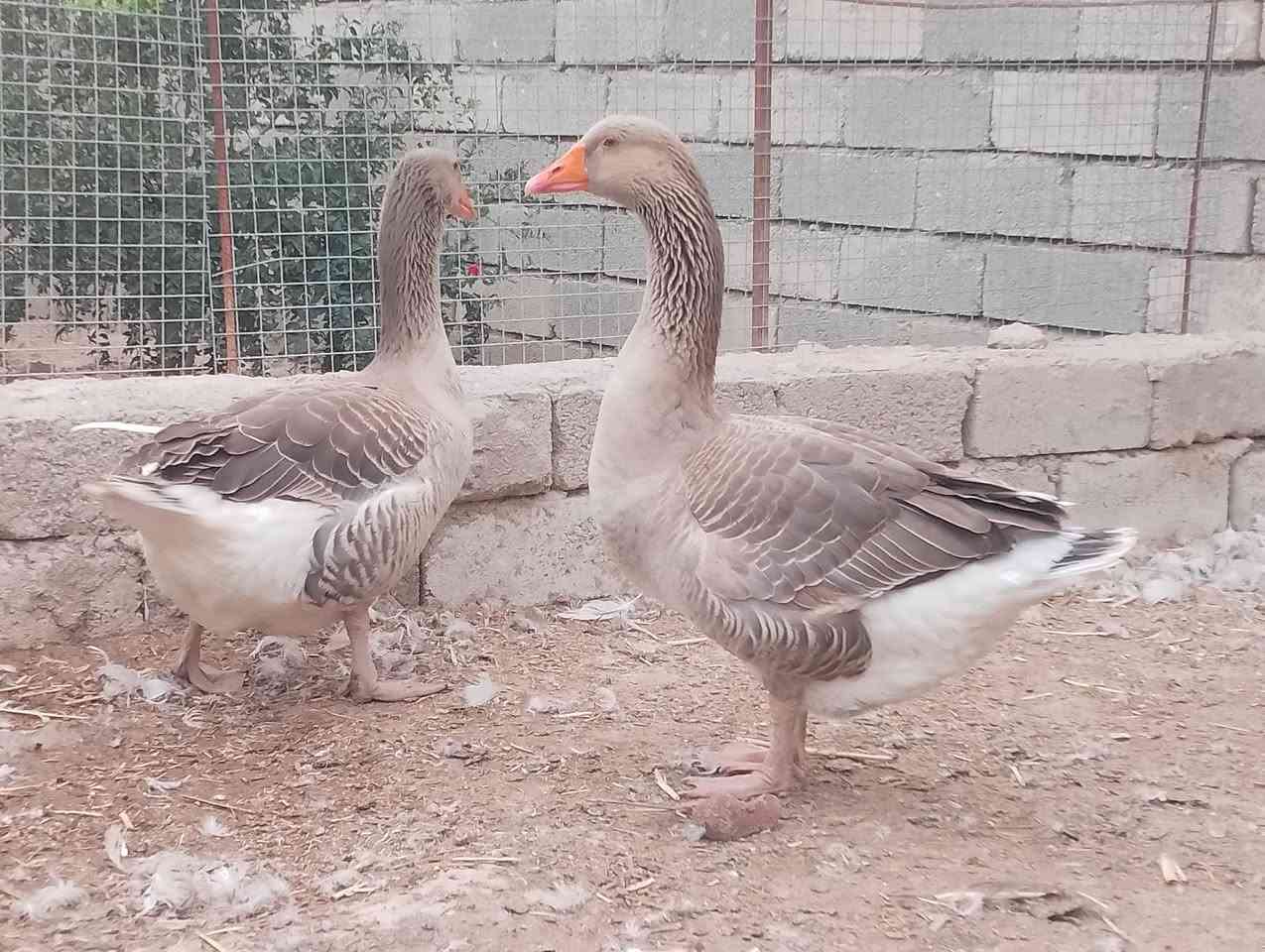 قازات شامي • فحل • مواليد هالسنة
