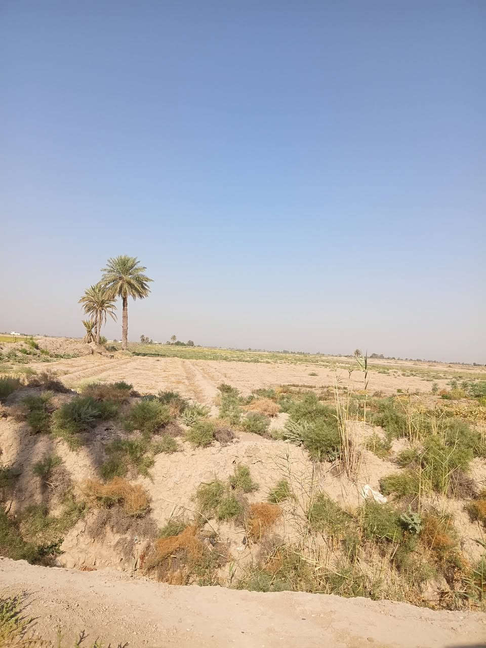 البيع ٢٠ دونم مع بيوت اثنين حديثات عقد ١١٧ مي موجود بابل جبلة رشايد واتساب ***********
