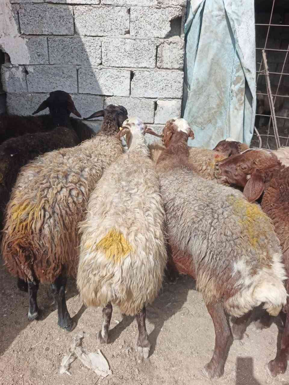 نعاج ايرانيه • خشنه • عشر شرط