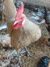 ديوجه • ٢ هنود ٢ عرب