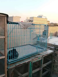قفص • مدينة الصدر