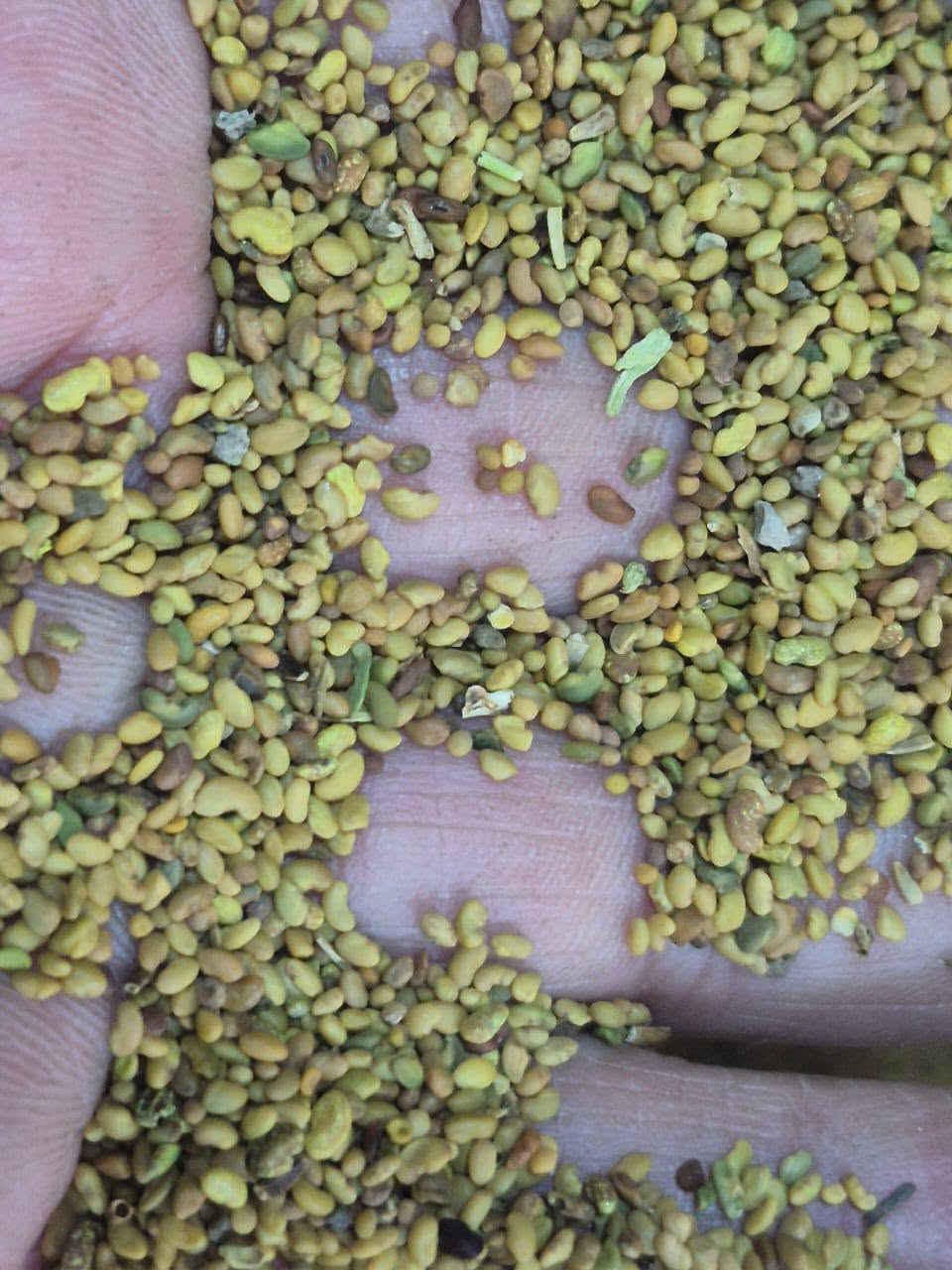 أهلاً وسهلاً بكم في البيت الزراعي! 🌾
​بذور جت عراقي أصيل (أولاً والأفضل للتربة والجو العراقي)
​بذور جت أمريكي
​📞 للتواصل والطلب على الأرقام التالية:
​***********
​***********
