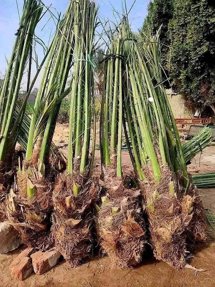 السلام عليكم جميعاً 
متوفر نخل برحي وبريم مع التوصيل بأسعار مناسبة جداً مكلف بالنشر 

***********
***********
