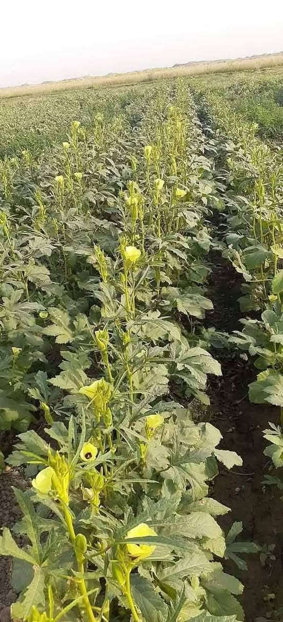 يوجد بذور بانيه فرنسيه بنت القوطيه الاربعينيه انتاجيه خير من الله تحمل حراره الصيف جدا عاليه متعهد بها ضمان شرط الحوي الصيفيه شتويه تنزل***********
