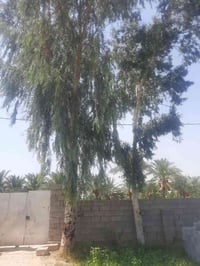 شجرتين • للبيع • سعر معقول