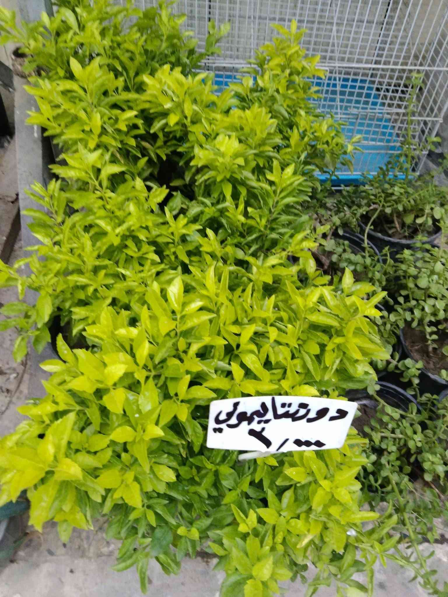 سلام عليكم ..
عرض ( 10)  مقاومة 

نباااااتات  خارجية 

 فقط ب ٢٥ ألف مع التوصيل 

فقط بغداد  الكرخ ....

/*****

ماتعجبك أي نبتة ترجع الطلبية فورا  وصورها ونزل منشور سلبي ،،*****

جهنمية  قومي كثيفة .../..مرجان متسلق  ارتفاع ١٢٠ سم ../.ورد الجمال  ارتفاع متر ../.. ياس عراقي مكوش  .../

سفينة نوح كثيفة/ ...بخور /...كاريزما.../دممعة طفل .../ أمزون /...انتران  .

مع توفر نباتات  خارجية كثيفة 
الاسعار مثبتة  .

موقعنا ..

بغداد حي العدل ...شارع الأسواق المركزية ..مقابل مدرسة الأرض السعيدة .. قيصيرية عباس 

للحجز والإستفسار  ...على المسنجر. أو الواتسآب 

(***********) .
