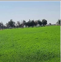 المحمودية • ١٦دونم • ١٣دونم