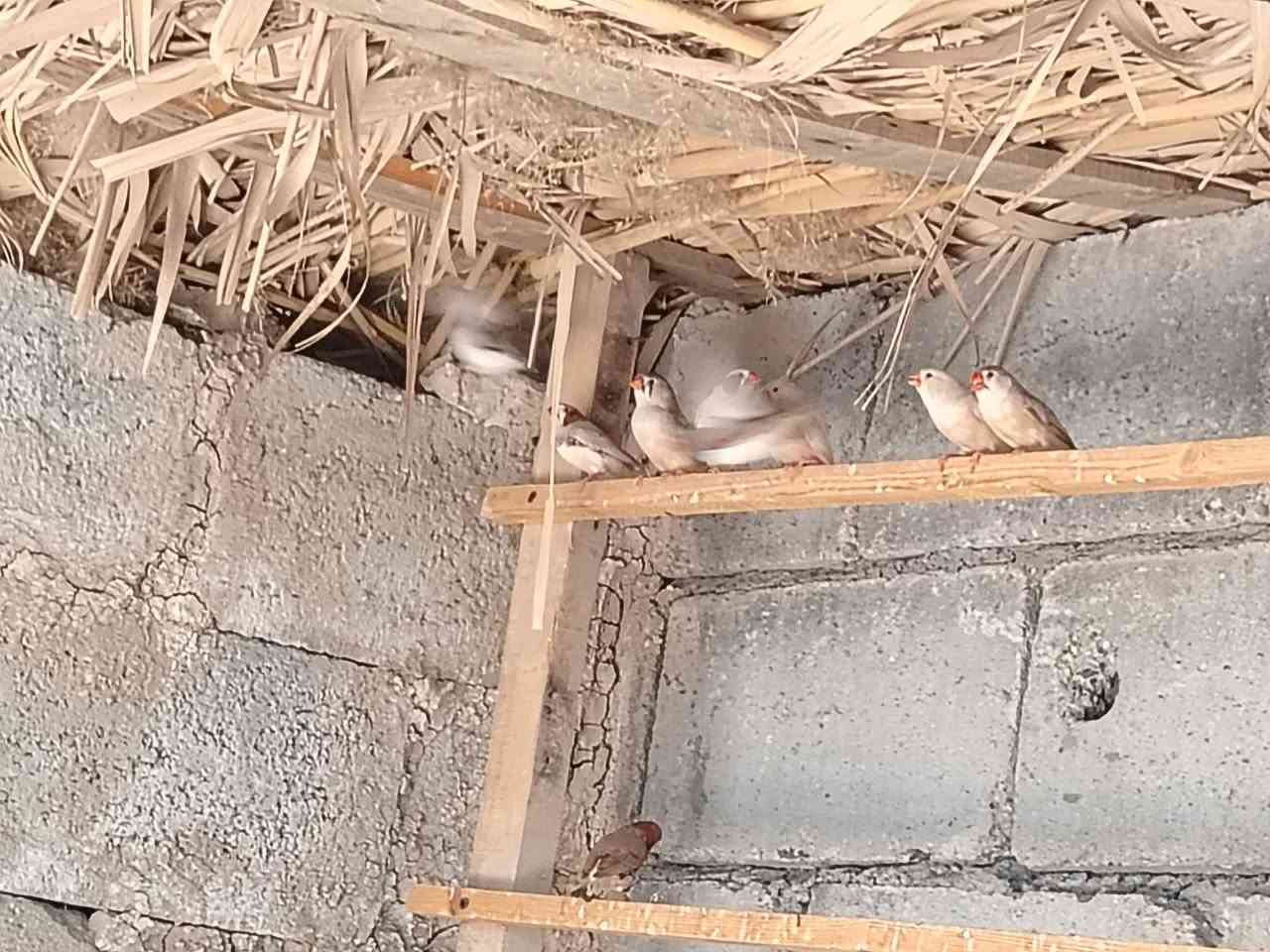 فناجس جانبو اوسوبر جانبو العدد 10 5فحوله 5 نثايه مزاويج كلهن بياضات المكان شهربان بلور السعر الزوج ١٤ الرقم الهاتف ***********

