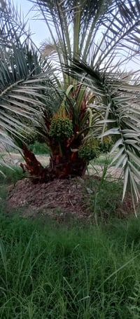 فسائل برحي • نخيل • الصويره واسط