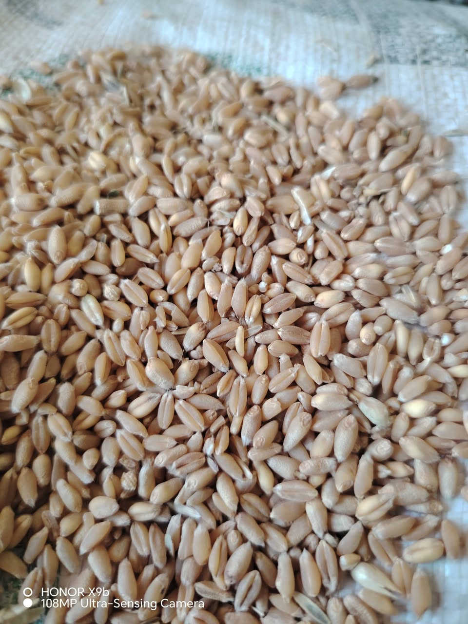بنت الچيس • ٣٧٥٠ كيلو • الرشاد كركوك