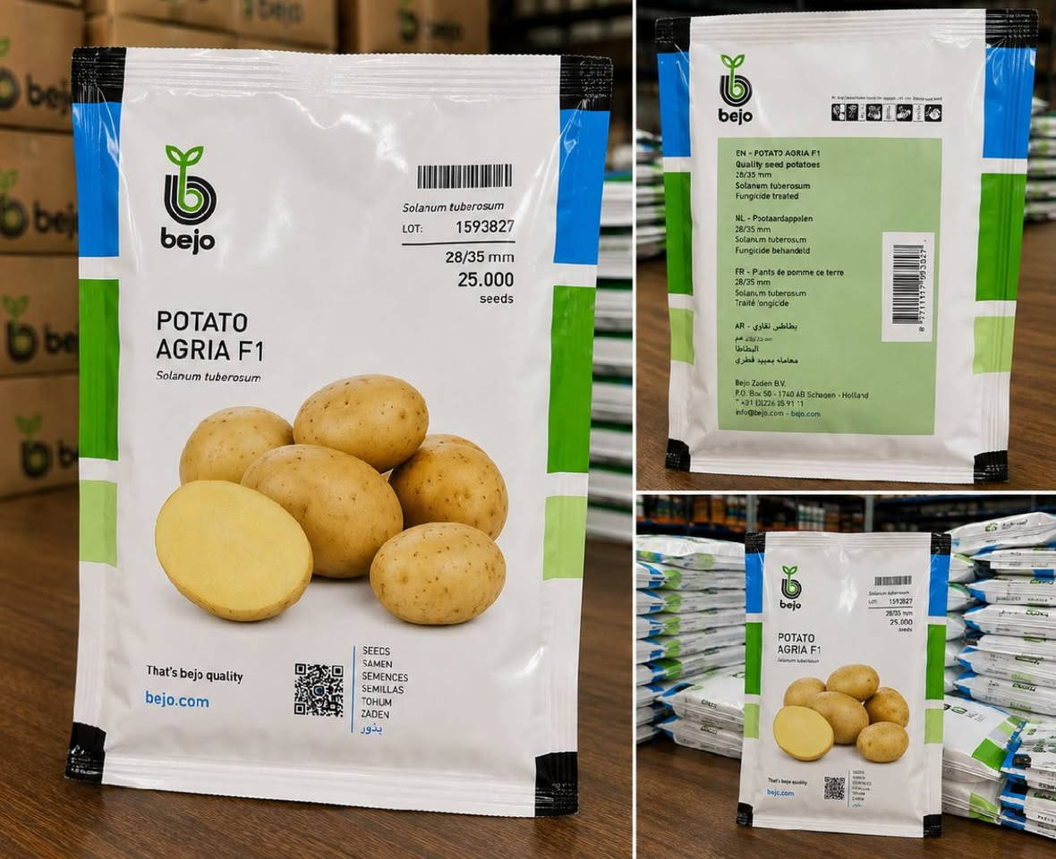 الآن بين يديك بداية موسم ناجح... والمحصول يبدأ من البذرة! 🌱
نفخر بتوفير بذور خضروات عالية الجودة تم اختيارها بعناية لتمنحك قوة في الإنبات، ونموًا متجانسًا، وإنتاجًا وفيرًا يحقق أفضل عائد لمزرعتك.
🥦 بذور البروكلي 🧅 بذور البصل 🥕 بذور الجزر 🥔 بطاطا الزراعة
⭐ مميزات منتجاتنا: ✅ جودة عالية وأصناف مختارة. ✅ نسبة إنبات ممتازة. ✅ إنتاجية مرتفعة وجودة تسويقية مميزة. ✅ مناسبة للزراعة التجارية والمزارع الاحترافية. ✅ أفضل خيار للمزارعين الباحثين عن الربح والإنتاج الوفير.
🌾 استثمر في البذور الموثوقة... واحصد محصولًا يفتخر به كل مزارع.
📦 الكميات متوفرة الآن، مع تجهيز الطلبات للتجار والمزارعين في جميع المحافظات.
📞 للاستفسار عن الأسعار والحجز، تواصل معنا عبر واتساب الآن قبل نفاد الكميات. ***********
