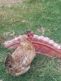 للبيع • كلهن • عنوان شرطه خامسه
