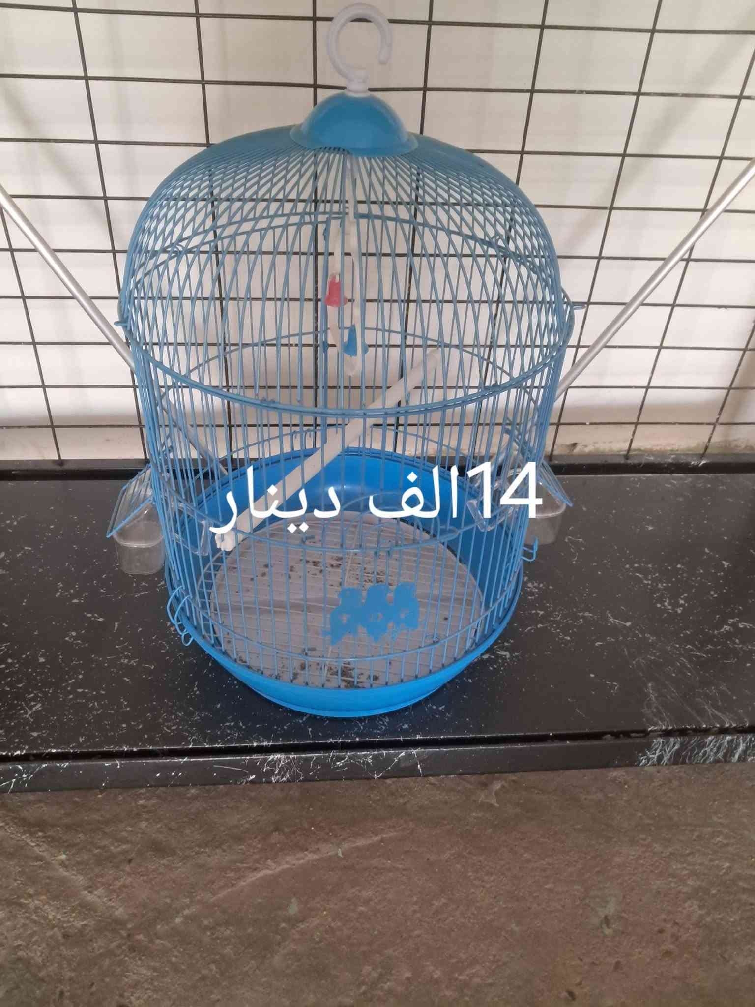 حي زهور • أدوات صيد • أعلاف