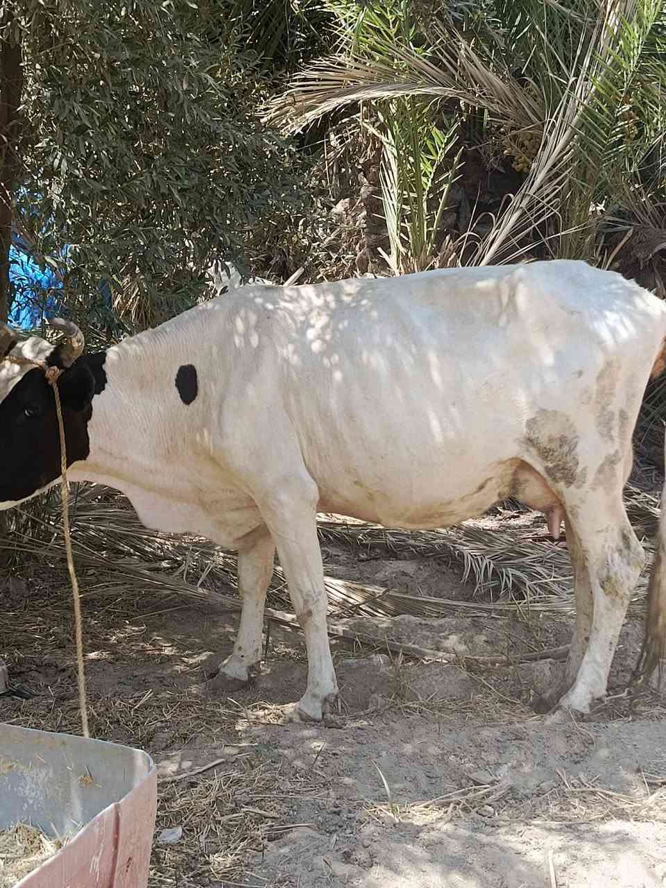 سلام عليكم دابه ثلث بطن وراها فحل فريزي دابه متعهده عله كل عيب شرط الصحاء صاحبت شطر وماعون عل حليب ابيع تحلب خير من الله المكان بابل القاسم السعر 2800وبيه مجال الرقم ‏‪***********‬‏ @إشارة
