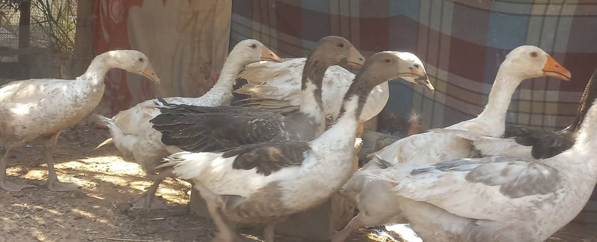 سلام عليكم متاح وز عراقي البيع 
📌 العدد 10
📌   بنات اول عام 
💰  سعرهم مناسب جداً 
💪 صحة ونشاط خير من الله 
📍 العنوان:قضاء الدجيل 
📩 للاستفسار مراسلة الصفحه او اتصل وبيك خير ودلل 
 ***********
