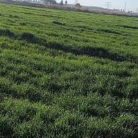 طابو زراعي • ٢٥ دونم • ميّ وكهرباء