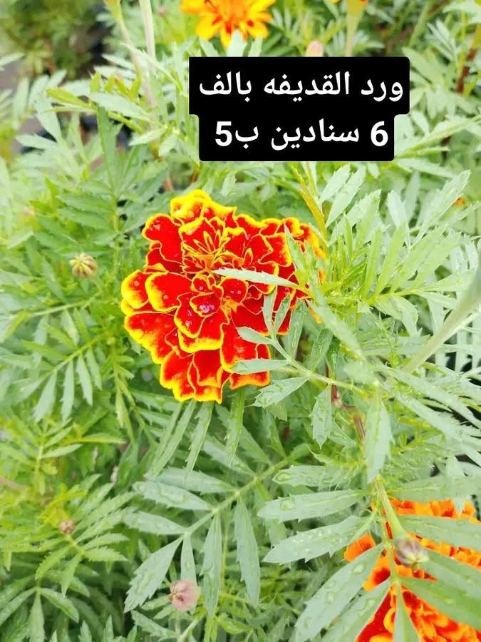 جوري عراقي • ياس عراقي • توصيل بغداد