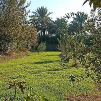 يتوفر دونم ونص سند 25 تحويل ثاني يوم بسم المشتري العنوان المدائن الجعا...