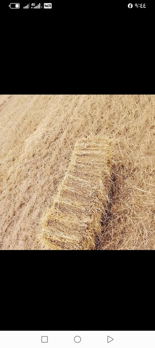 سلام عليكم ورحمة يوجد كبس تبن لبيع توصيل لجميع المحافظات العراق اتصل على الرقم ***********

