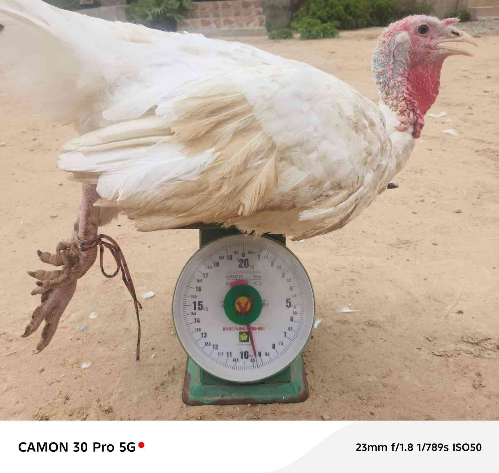 كامون 30 برو • 5G • قابلة تفاوض