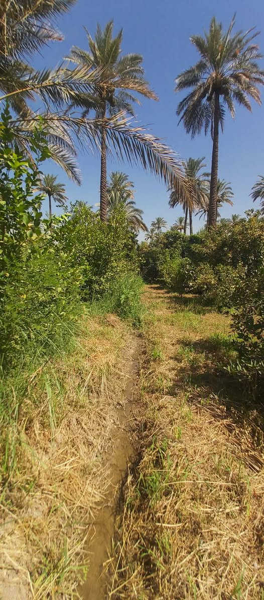 موقع درجه اولى في الصويره ناحية سيد الشهداء منطقة الداور الشرقي قرب محل المصطفى الاستفسا(***********)+(***********)المساحه نصف دونم يعني(٢٥٠)م مربع موجوده فيها كافة الخدمات
