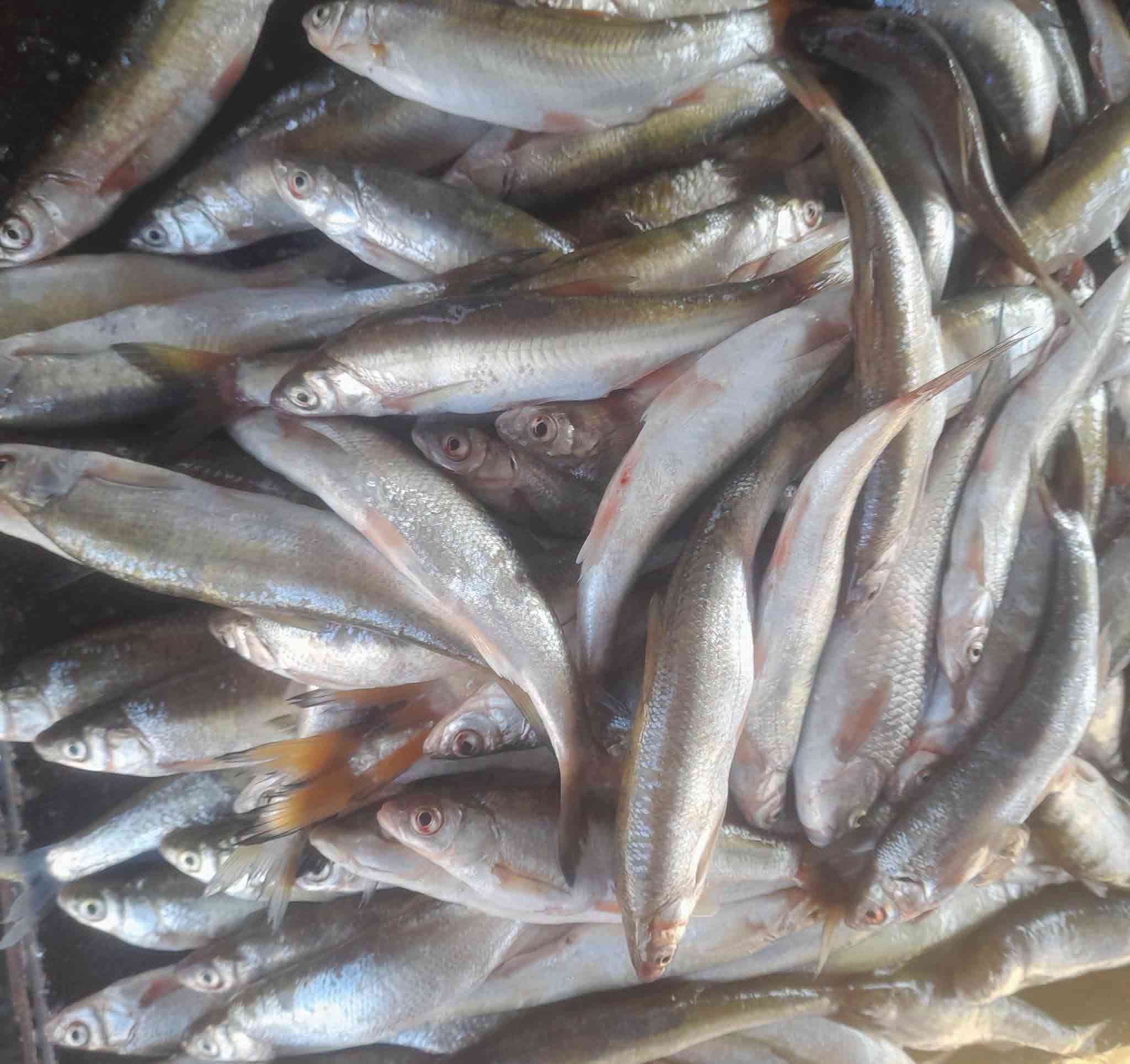سمك كاريبي • سمك شانك • توصيل