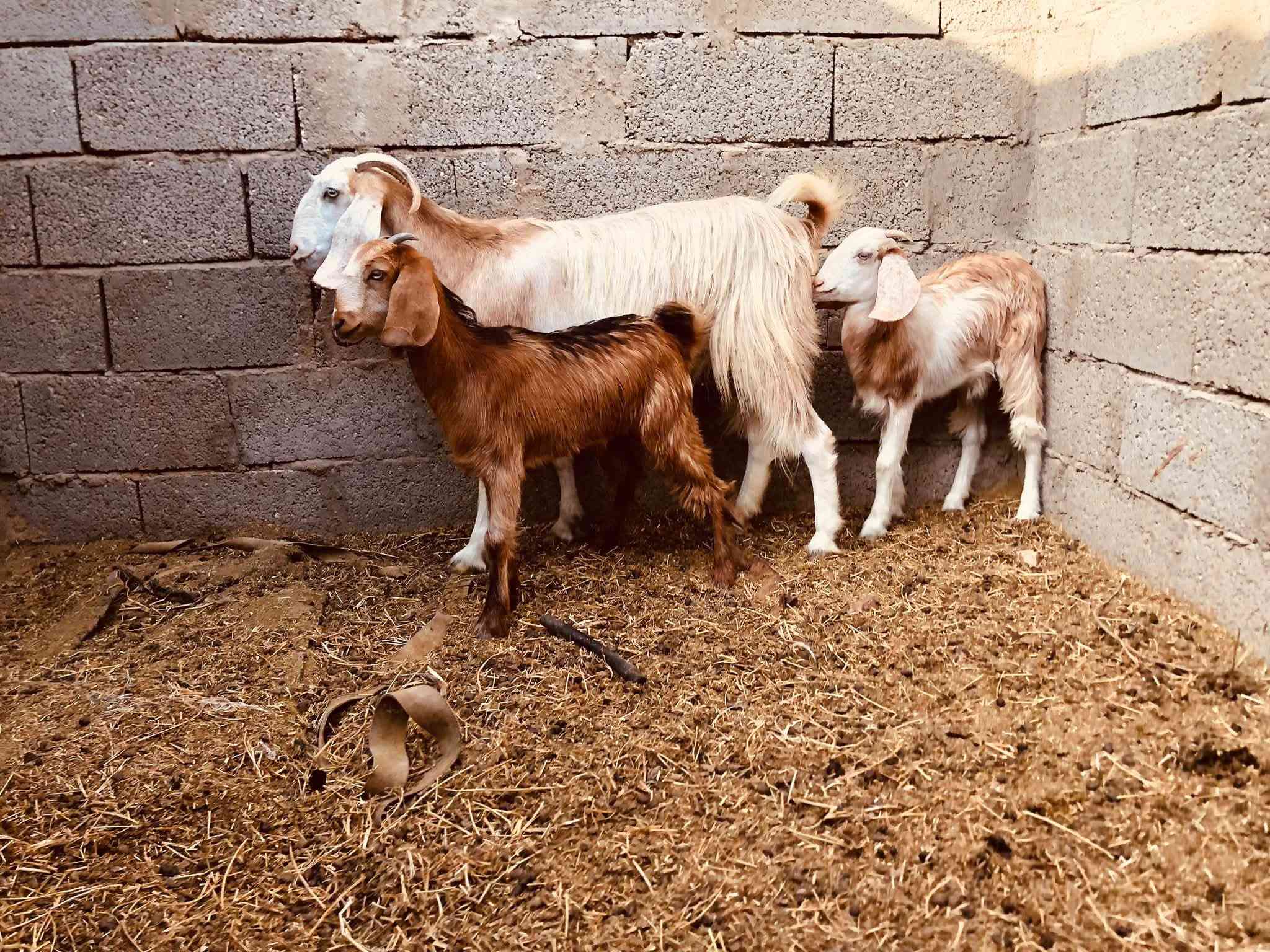 جذعه اول بطن • درجه اول • توصيل