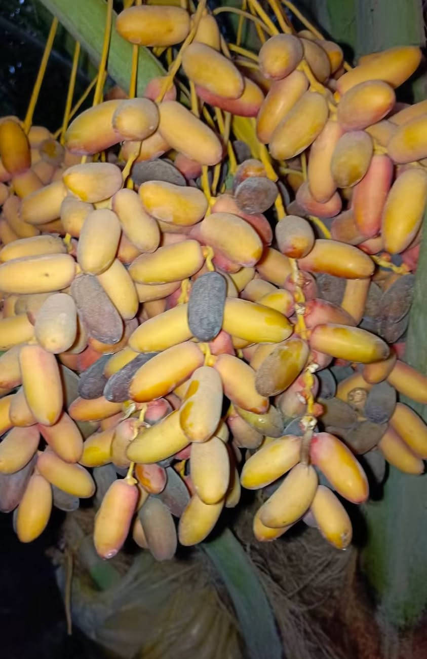 توجد انواع فسائل النخيل وباسعار مناسبة جدا مكاني كوت يوجد توصيل ***********

برحي مكتوم مجهول قرنفلي 

عجوه المدينة طه افندي 

اخت الفحل عوينه ايوب 

شويثي احمر واصفر جبجاب 

بريم بربن ديري كنطار 

اخلاص عنبره مشمشي بدعه 

جوزي قزمي حمراوي حمره الجبل 

ام البلاليز مطوك جبجاب عويدي 

جمال الدين شكر نيرسي
