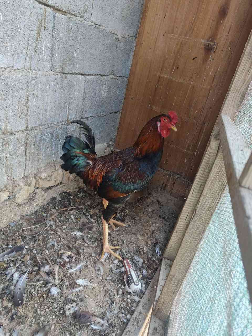 ديوجه كويتي • عدد ٢