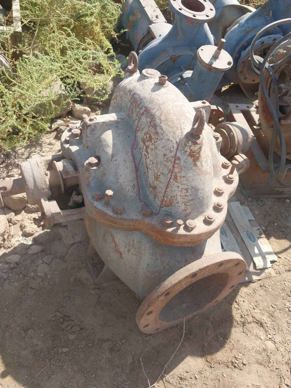 خنزيرة فايق ١٠ ب١٢ خنزيرة هندي ١٠ب١٠ وخنزيرة يابانيا ١٠ب١٠وخنزيرة قمبورية ١٠ ب١٢ ***********

