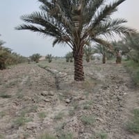 طابو زراعي • ٦٢٥٠م • سند ٢٥