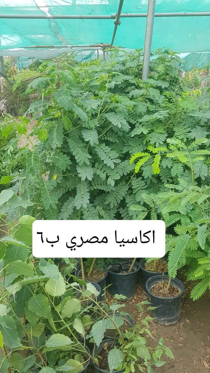 نباتات خارجية • اسعار مناسبة • توصيل لكل المحافظات