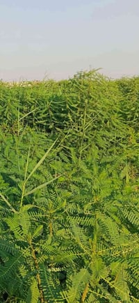 سيسبان • قرب الساده الخرسان • للبيع