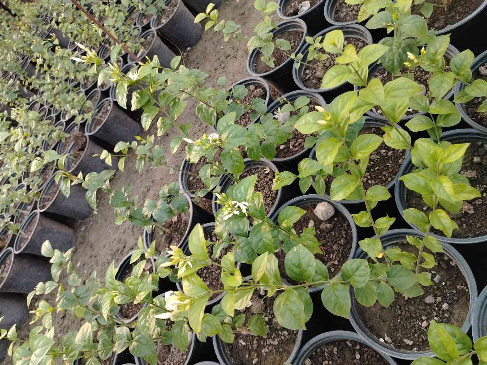 🌿🌿 مجموعة مشاتل السید 🌿🌿
🌱 نباتات • تصميم • تنفيذ • تنسيق • صيانة الحدائق 🌱
السلام عليكم ورحمة الله وبركاته 🌹
📢 يسرّنا في مجموعة مشاتل السید أن نقدم لكم خدماتنا المتكاملة في مجال النباتات والحدائق، حيث نوفر لكم مختلف أنواع النباتات بأسعار مناسبة، إلى جانب خدمات تصميم وتأسيس وتنفيذ وتنسيق وصيانة الحدائق المنزلية والعامة، بإدارة وإشراف السيد غيث الموسوي وبكادر متخصص في الزراعة وتنسيق المساحات الخضراء والعناية بالنباتات.
🌱 نحن لا نقتصر على تصميم الحدائق وتنفيذها، بل نوفر لكم النباتات والمستلزمات الزراعية ونقدم لكم الحل المتكامل من المشاتل إلى الحديقة.

━ 🌿 تتوفر لدينا حاليًا مجموعة متنوعة من النباتات 🌿 ━
🌳 حارس تكساس خشن🌳 حارس تكساس وسط🌹 ورد القهوة🌿 أكاسيا مصرية🌺 جهنمي ألوان قطمر🌹 ورد جوري🌸 ياسمين أحمر بدون عود🌸 ياسمين أحمر خشن🌹 ورد جمال قطمر🌺 خطم الساحل🌿 شمشار🌿 قرن الغزال🌿 يوكا
❤️ دم العاشق🌿 كاريزيا🌿 ياس عراقي كيس🌳 فكس🌿 باباية🌿 ددونيا🌿 ياس سندانة🌿 فرچة البطل🌳 فكس باندا
🌸 ست الحسن🌳 بمبر خشن🌳 بمبر وسط🌸 بتونيا🌵 شوكة المسيح🌹 ورد القداح🌹 نسرين أبيض + وردي🌿 كف مريم عراقي🌿 كف مريم كويتي🌳 تين تركي🌳 تين عبيد
🌳 سدر للصدر وأعلى🍎 رمان يمني حلو عسل🌳 ألبزيا بأحجام مختلفة🌿 شبوي🌿 دفلة🌳 أنتيكوما حسب الحجم🌼 داوودي و کافة انواع الحمضیات والزینة  والدیکورات و الثيل بأنواعه ......✨ وأنواع أخرى من النباتات متوفرة حسب الموسم والطلب.

━━━ 🌳 خدمات مجموعة مشاتل السید 🌳━━━━━
🌱 بيع وتجهيز النباتات:
توفير مختلف أنواع النباتات الداخلية والخارجية، ونباتات الزينة والأشجار، ومنها النباتات العراقية المقاومة لمختلف الظروف المناخية، وبأسعار مناسبة ومدروسة.
🌿 تصميم وتنسيق الحدائق:
تصميم الحدائق المنزلية والعامة وتنسيق المساحات الخضراء بأساليب عصرية وفنية تتناسب مع مساحة المكان واحتياجات الزبون.
🌱 تأسيس وتنفيذ الحدائق:
تنفيذ الحدائق من البداية وحتى إتمامها، مع اختيار النباتات المناسبة وتوزيعها بطريقة مدروسة وجمالية.
✂️ صيانة وتنظيف الحدائق:
تنظيف وترتيب وصيانة الحدائق بصورة دورية، والعناية بالنباتات ومتابعة نموها والمحافظة على جمالية المساحات الخضراء.
💧 تأسيس منظومات الري الحديثة:
تأسيس منظومات سقي حديثة، بما فيها المرشات والنوزلات ومنظومات التنقيط، وفق أبعاد الحديقة وأنواع النباتات وتوزيعها.
🪴 متابعة ومعالجة النباتات:
متابعة نمو النباتات ومعالجة الآفات والمشكلات الزراعية للحفاظ على صحة النباتات وجمالية الحديقة.
🐜 الوقاية ومكافحة حشرة الأرضة:
تأسيس منظومات خاصة للوقاية من حشرة الأرضة، بالإضافة إلى مكافحة ومعالجة الإصابة بها.
🌳 قطع الأشجار الكبيرة:
قطع وتشريح وتقطيع ونقل الأشجار الكبيرة وفق أساليب آمنة ومنظمة.
🚜 النقل والتجهيز:
نقل الأشجار والنباتات والأتربة والمستلزمات الزراعية حسب الحاجة.

━ 🎁🔥 عروض خاصة من مجموعة مشاتل السید 🔥🎁 ━

💧🎁 منظومة سقي بالتنقيط مجانًا!
😍 لكل حديقة نقوم بتصميمها وتنفيذها، نقوم بتأسيس منظومة سقي بالتنقيط مجانًا، بتوزيعات ونسب دقيقة ومدروسة تتناسب مع أنواع النباتات ومساحة الحديقة.
💧 بما يساعد على: ✔️ تقليل جهد السقي
✔️ تقليل هدر المياه
✔️ توزيع المياه بصورة أفضل
✔️ المحافظة على استدامة النباتات ونموها
🔥🎁 خصم 10%
😍 لكل حديقة يتم تأسيسها وتنفيذها من قبل مجموعة مشاتل السید، يحصل الزبون على خصم بنسبة 10% من السعر الكلي.
🌱🎁 نباتات متنوعة وبأسعار مناسبة ومدروسة
نوفر لكم النباتات بأسعار تناسب مختلف الاحتياجات والمساحات، مع إمكانية تجهيزكم بالنباتات والمستلزمات الزراعية المطلوبة.

━━━━━ 🌿 لماذا مجموعة مشاتل السید ؟ 🌿 ━━━━━
⭐ تنوع كبير في النباتات⭐ أسعار مناسبة ومدروسة⭐ نباتات داخلية وخارجية⭐ نباتات مقاومة للظروف المناخية⭐ تصميم وتنسيق احترافي للحدائق⭐ تنفيذ وتأسيس الحدائق⭐ صيانة ومتابعة بعد التنفيذ⭐ حلول ري حديثة ومدروسة⭐ مكافحة ووقاية من الأرضة والآفات⭐ تجهيز ونقل النباتات والمستلزمات
🌿 من النبتة إلى الحديقة… نوفر لكم كل ما تحتاجه مساحتكم الخضراء في مكان واحد. 🌿
📢 تنويه مهم:
نظرًا لكثرة التعليقات والرسائل الواردة إلينا، قد يتعذر علينا أحيانًا الرد على جميع التعليقات أو الرسائل بصورة فورية. لذلك نعتذر منكم مقدمًا عن أي تأخير في الرد. 🙏🌹
📞 للحجز والاستفسار والتواصل حصراً:
***********
📱 للتواصل المباشر عبر واتساب:
👉  https://wa.me/9647713397964
🌿📲 اضغط على الرابط وسيتم تحويلك مباشرة إلى محادثة واتساب مع الرقم أعلاه.
📌 صفحتنا الزراعية على فيسبوك:
https://www.facebook.com/kararr6677?sfnsn=wa
🌱💚 ادارة مجموعة مشاتل السید
نزرع الجمال… ونصنع مساحات تنبض بالحياة. 🌿

نص مكتوب في الصور:
- مجموعة مشاتل السيد نباتات . تصميم . تنفيذ . تنسيق . صيانة الحدائق من النبتة إلى الديقة... نصنع الجمال عروض خاصة من مجموعة مشاتل السيد منظومة سقي بالتنقيط مجاناً خصم 10% على جميع الحدائق تتوفر لدينا مجموعة متنوعة من النباتات أکاسیا مصرية جهنمي ياسمين أحمر ورد جوري دقلة يوكا أشجار مثمرة نخيل وزينة أنواع أخرى أنتيکوما داوودي شوكة المسيح نباتات متنوعة وبأسعار مناسبة ومدروسة وكل أنواع الحمضيات والزهور والنباتات الداخلية والخارجية... خدماتنا صيانة الحدائق تنفيذ الحدائق تصميم وتنسيق الحدائق تأسيس منظومات الري بيع وتجهيز النباتات للحجز والاستفسار حصراً عبر الواتساب *********** صفحتنا الزراعية علي فيسبوك /kararr6677 نظراً لكثرة التعليقات والرسائل الواردة إلينا، قد يتعذر علينا أحياناً الرد على جميع التعليقات أو الرسائل بصورة فورية. نعتذر منكم مقدماً عن أي تأخير في الرد. إدارة مجموعة مشاتل السيد نزرع الجمال ... ونصنع مساحات تنبض بالحياة
- يتوفر لدى مجموعة مشاتل السيد مشاتل السيد زراعة نباتات الزينة والأشجار الطبيعية تصميم وتنسيق الحدائق تنظيف وصيانة الحدائق أنظمة الري الحديثة متابعة النمو ومعالجة النباتات منظومات الوقاية من حشرات الأرضة مكافحة حשרה الأرضة قطع الأشجار الكبيرة وتشذيبها ونقلها نقل الأشجار والنباتات والمستلزمات منظومة الري بالتنقيط مجاناً بأسلوب دقيق ومناسب لجميع أنواع النباتات تحو بيئة خضراء ومظهر يبعث على الراحة والجمال خصم خاص 10% على كل حديقة *********** أو مراسلتنا عبر الواتساب