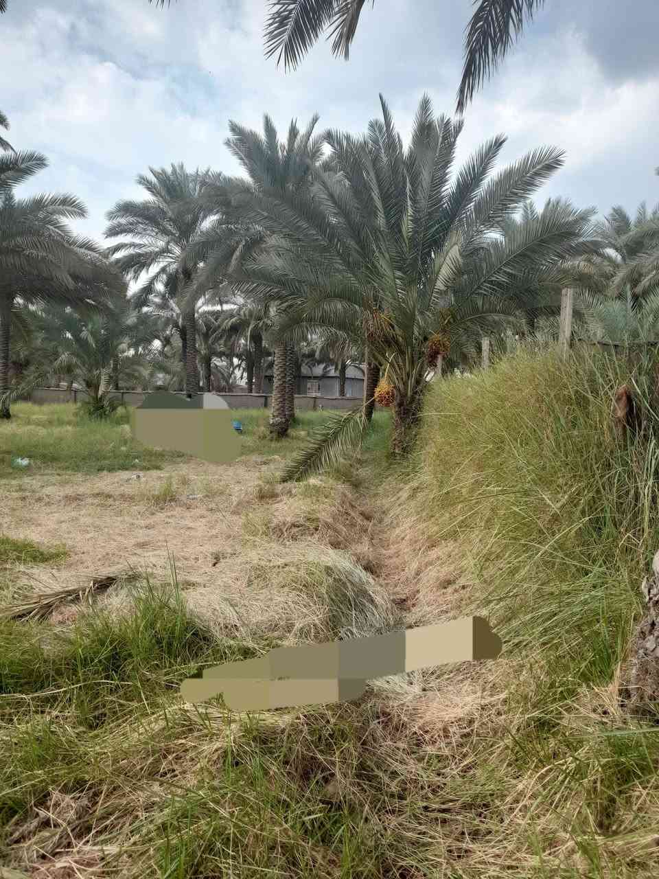 بستان • ٢٩٠٠م • طابو زراعي