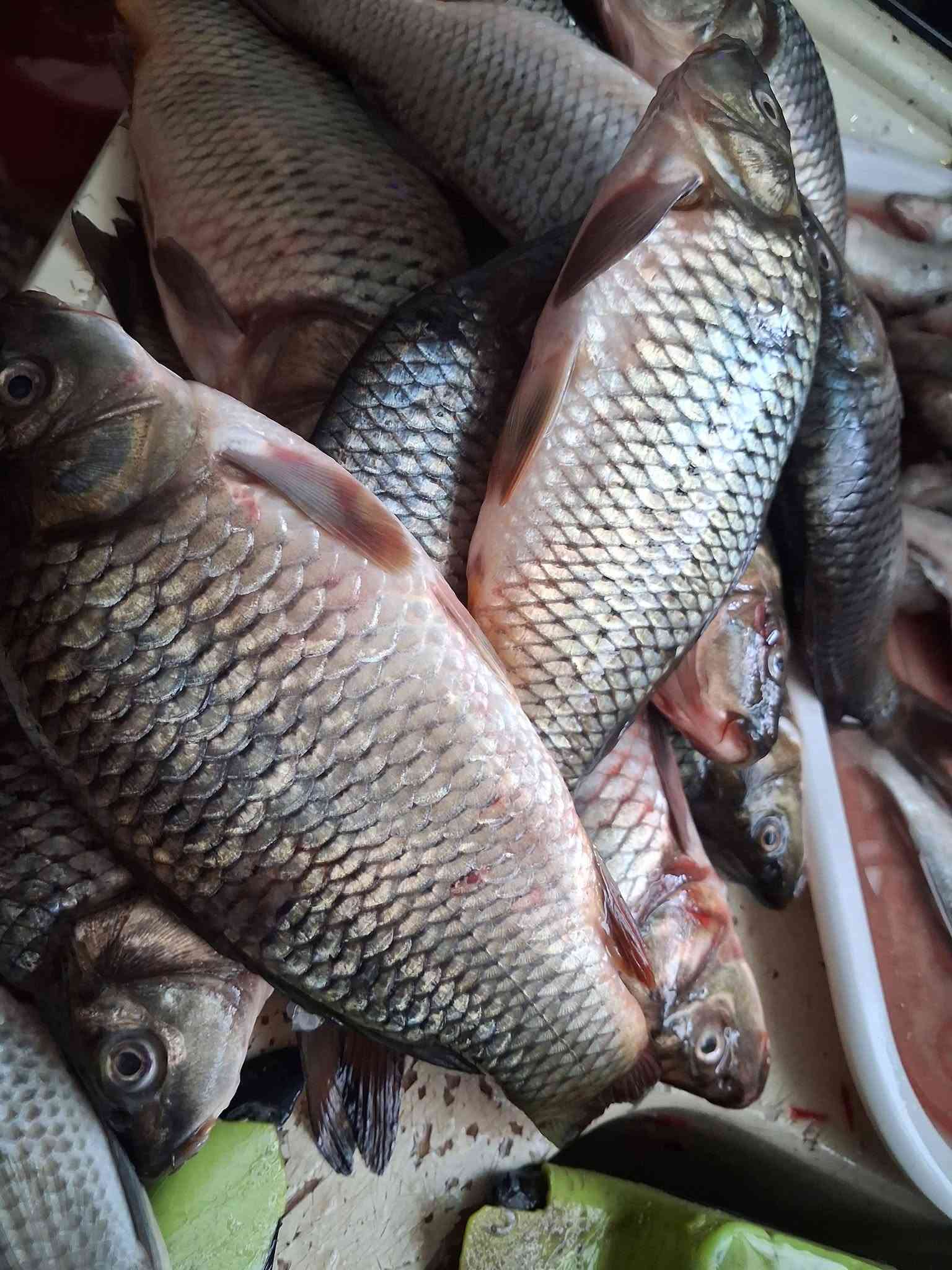 سمك كاريبي • دجاج ذبح • لحم عجل