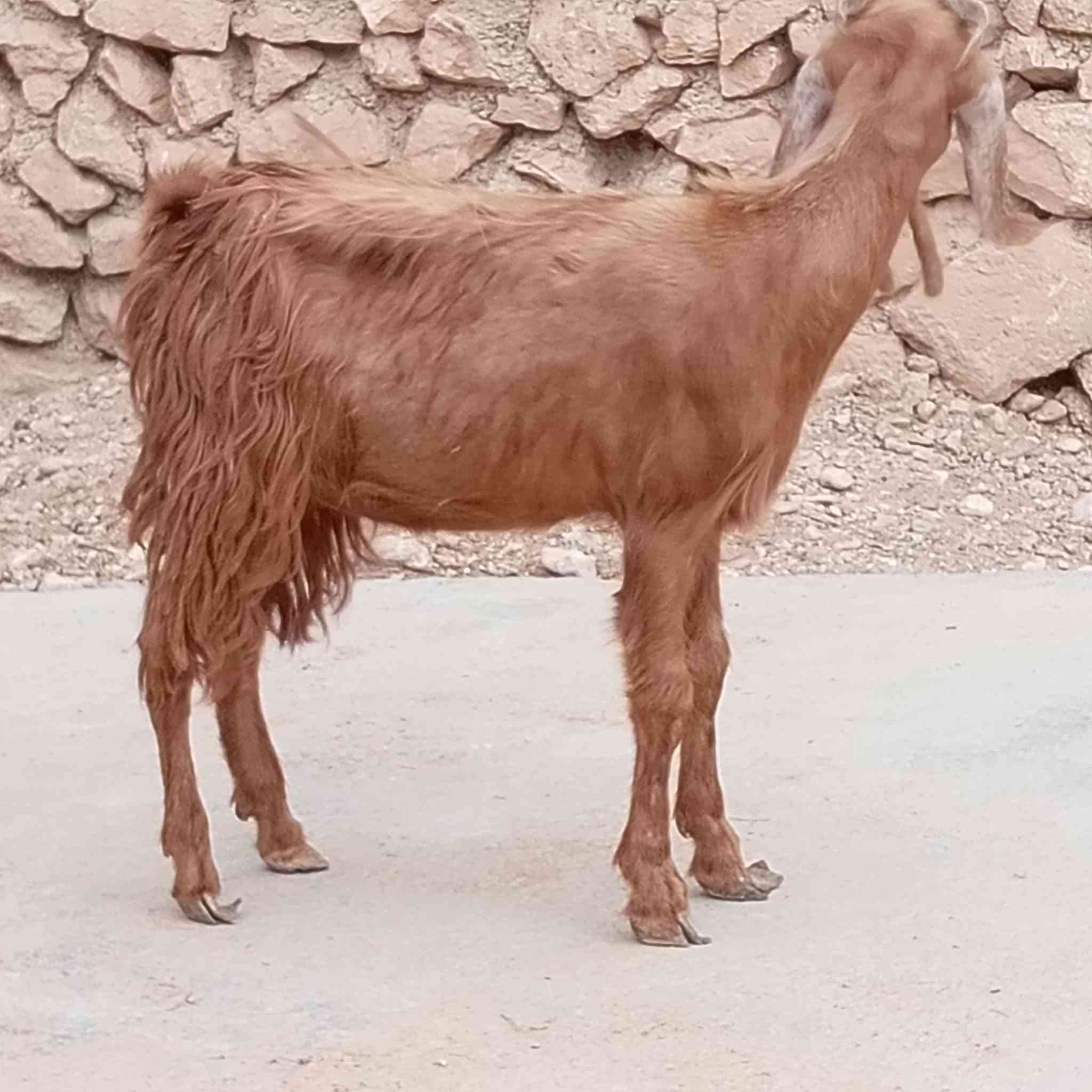 مكلف بالنشر • الكرابله • واتساب