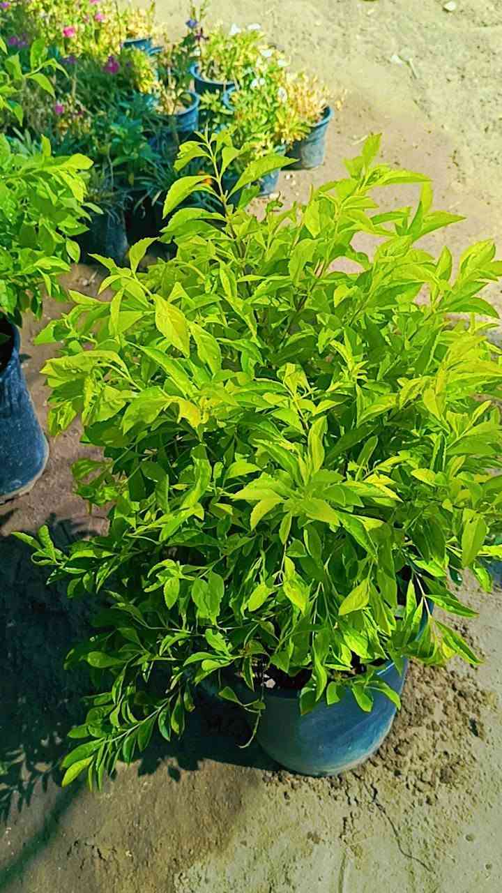 السلام عليكم
كل ماهو جديد تجدونه في 
مشتل سيد حسين 
قرب جسر الصويره 
يوجد توصيل 
***********
